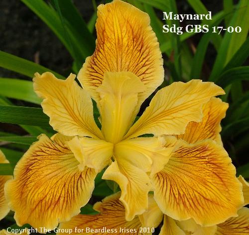 Maynard Sdg GBS 17-00 (1)